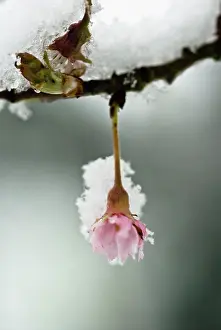 Persistence: Cherry