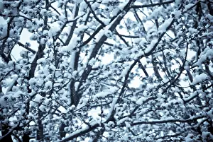 Monochrome: Cherry