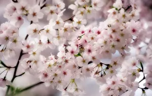 Easter: Cherry