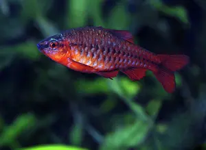 Barb: Cherry Barb