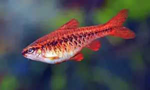 Barb: Cherry Barb