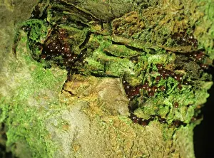 Avium: Cherry beetle mite colony