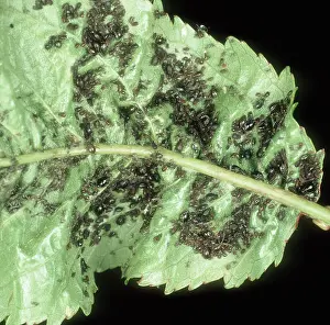Curl: Cherry black aphids