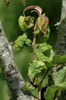 Curling: Cherry Blackfly damage