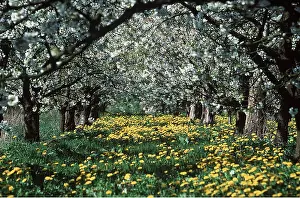 Avenue: CHERRY BLOSSOM & DANDELION