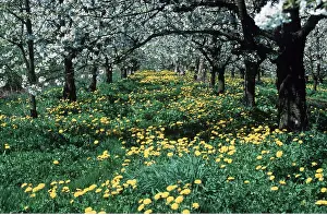 Avenue: CHERRY BLOSSOM & DANDELION
