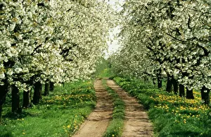 Avenues: Cherry Blossom - with Dandelions and track