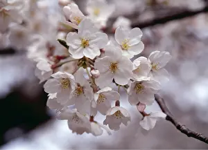 Masahiro Iijima: CHERRY BLOSSOM - flowers, close-up