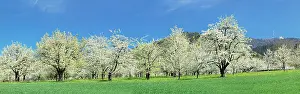 Herald: Cherry blossom near Obereggenen, Eggen valley, Markgr&, x49ac