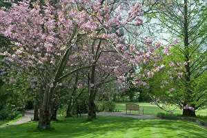 Manor: Cherry blossom in Pashley Manor Gardens