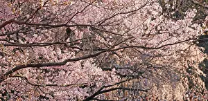 Shinjuku: The Cherry Blossom, or Sakura, season has officially
