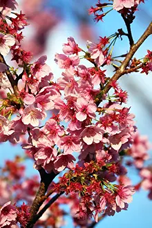 Shinjuku: The Cherry Blossom, or Sakura, season has officially