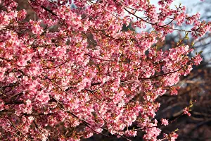 Shinjuku: The Cherry Blossom, or Sakura, season has officially