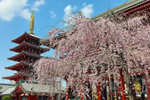 Senso: A cherry blossom tree beside the five storey