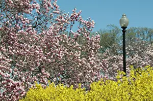 Raymond: Cherry blossoms in bloom during the annual