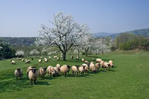 Lanes: Cherry blossoms and flock of Sheep Alsace France
