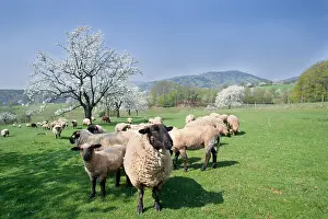 Lanes: Cherry blossoms and flock of Sheep Alsace France