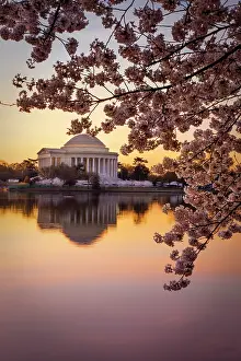 Jefferson: Cherry blossoms and the Jefferson Memorial