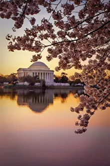 Jannsen: Cherry blossoms and the Jefferson Memorial