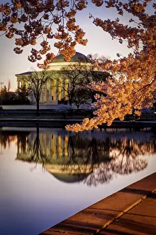Jannsen: Cherry blossoms and the Jefferson Memorial