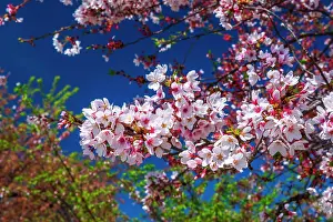 Prunus: Cherry blossoms, Washington, D.C, USA