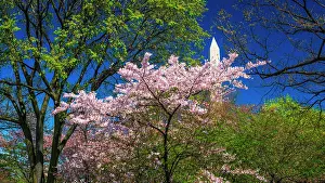 Prunus: Cherry blossoms under the Washington Monument, Washington