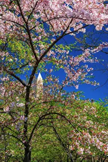 Prunus: Cherry blossoms under the Washington Monument, Washington