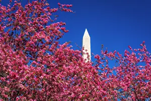 Prunus: Cherry blossoms under the Washington Monument, Washington