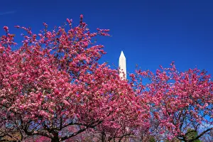 Prunus: Cherry blossoms under the Washington Monument, Washington