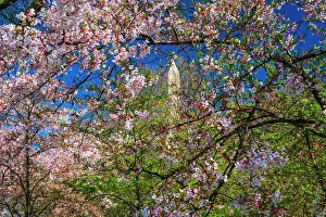 Prunus: Cherry blossoms under the Washington Monument, Washington