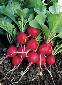 Radishes: Cherry bomb radish