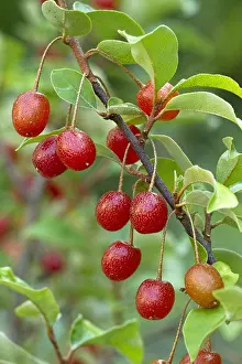 Maturation: Cherry elaeagnus (Elaeagnus multiflora)