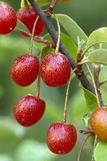 Maturation: Cherry elaeagnus (Elaeagnus multiflora)