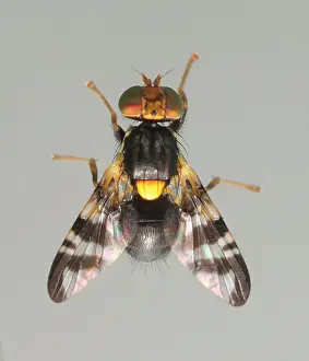Destroying: Cherry fruit fly (Rhagoletis cerasi) male, size