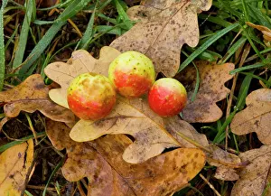 Gall: Cherry galls caused by a gall wasp on oak leaf; autumn