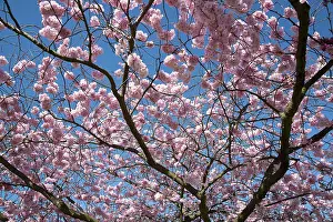 Beni: Cherry, Japanese Flowering Cherry, Prunus Beni-yutaka