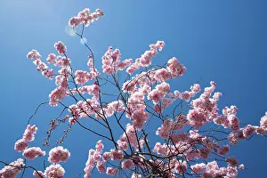Beni: Cherry, Japanese Flowering Cherry, Prunus Beni-yutaka