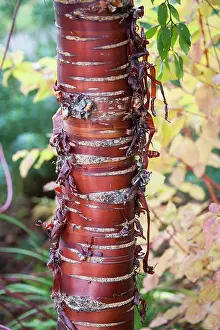 Serrulata: Cherry, Japanese flowering cherry, Prunus serrulata