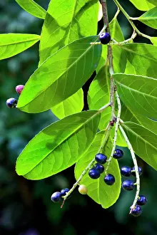 Laurels: Cherry laurel with fruit
