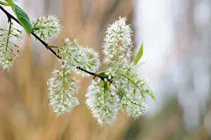 Amber: Cherry, Manchurian cherry, Prunus maackii Amber