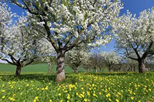 Avium: Cherry Orchard - in blossom