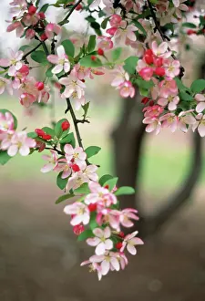 Cerasifera: Cherry Plum