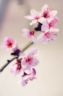 Cerasifera: Cherry Plum