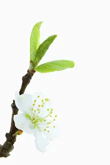 Cerasifera: Cherry plum