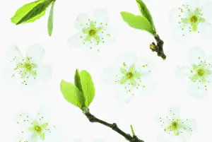 Cerasifera: Cherry plum