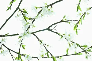 Cerasifera: Cherry plum