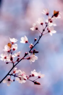 Cerasifera: Cherry plum