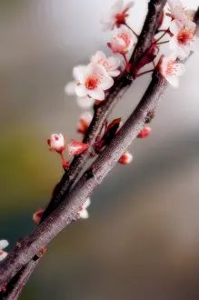 Cerasifera: Cherry Plum