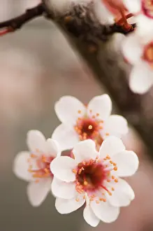 Cerasifera: Cherry Plum