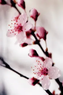 Cerasifera: Cherry plum